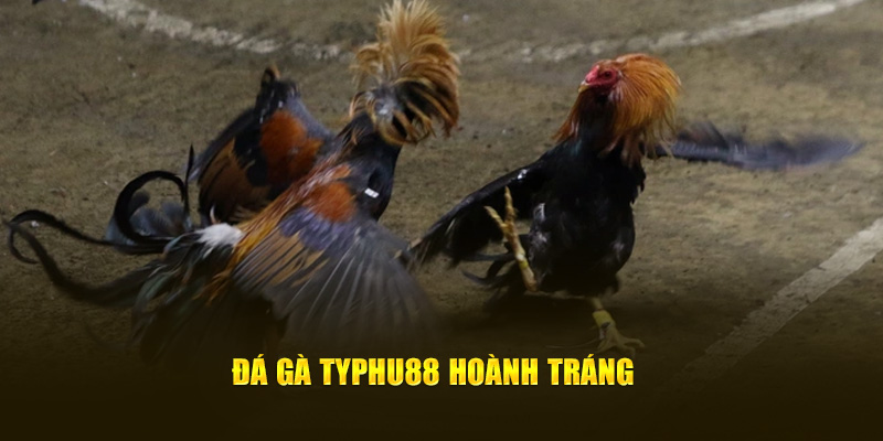 Đá gà Typhu88 hoành tráng