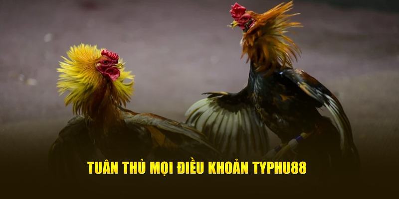 Tuân thủ mọi điều khoản Typhu88